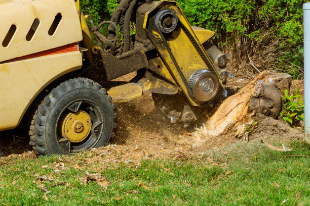 Best Fruit Tree Pruning  in Butner, NC