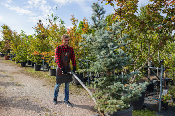 Best Emergency Tree Removal  in Butner, NC